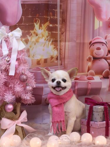 20241218ソックスくん